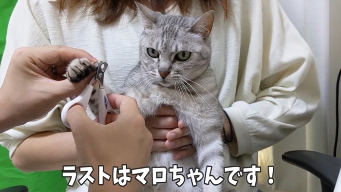 爪切りされるしま模様の猫