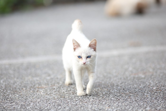 白い野良猫の写真