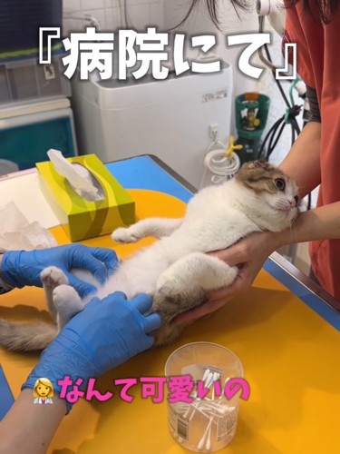 仰向けで横を向く猫