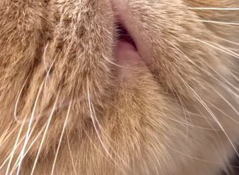 少しだけ開いている猫の口