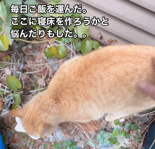 ご飯を食べるチャトラン