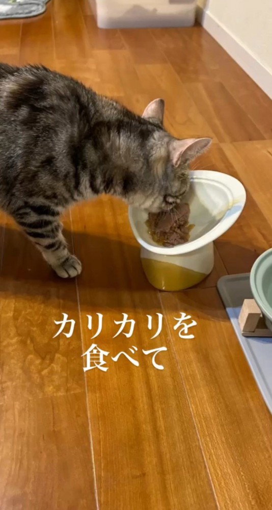 餌を食べる猫