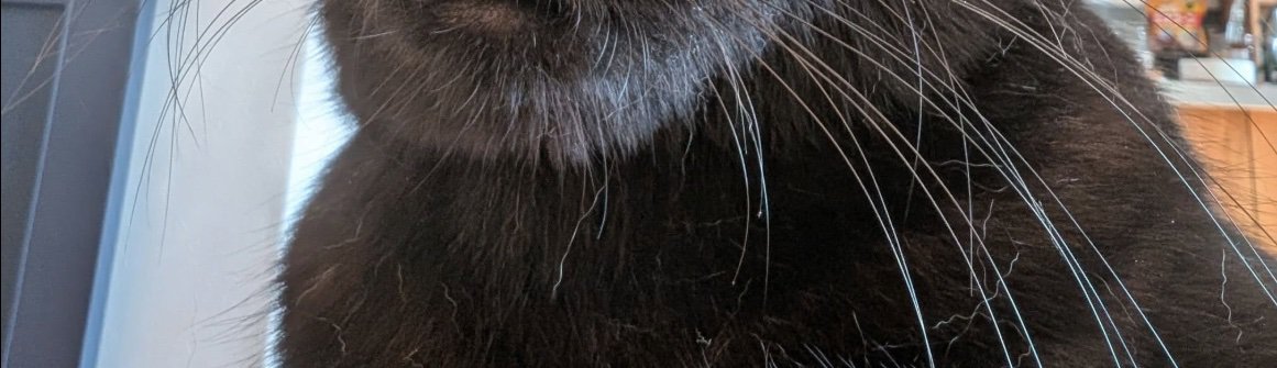 黒猫の首元
