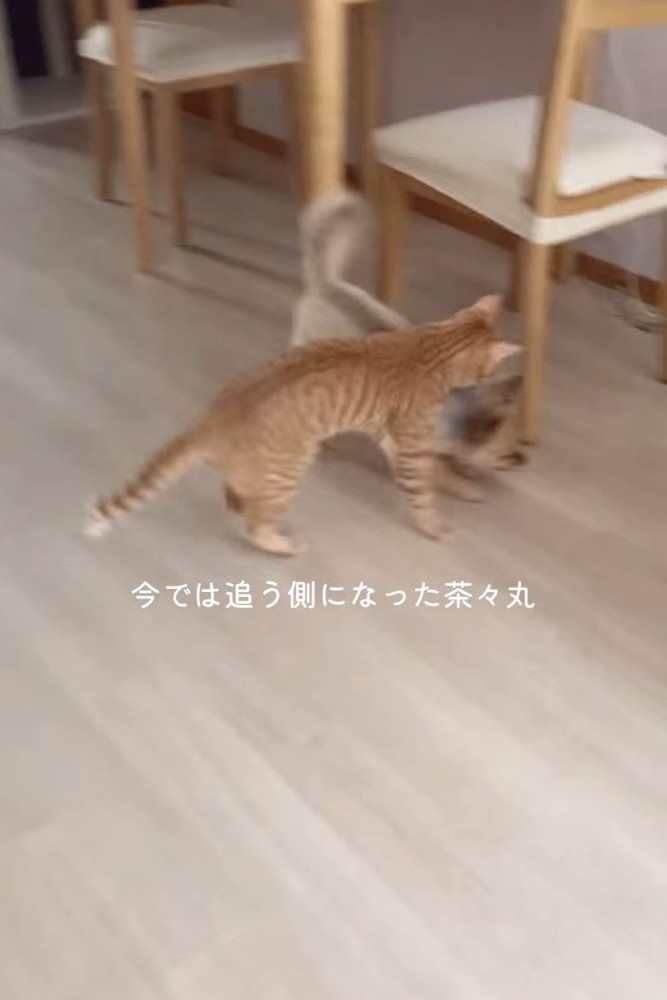 犬を追いかける猫