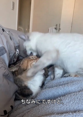 噛み付く子猫