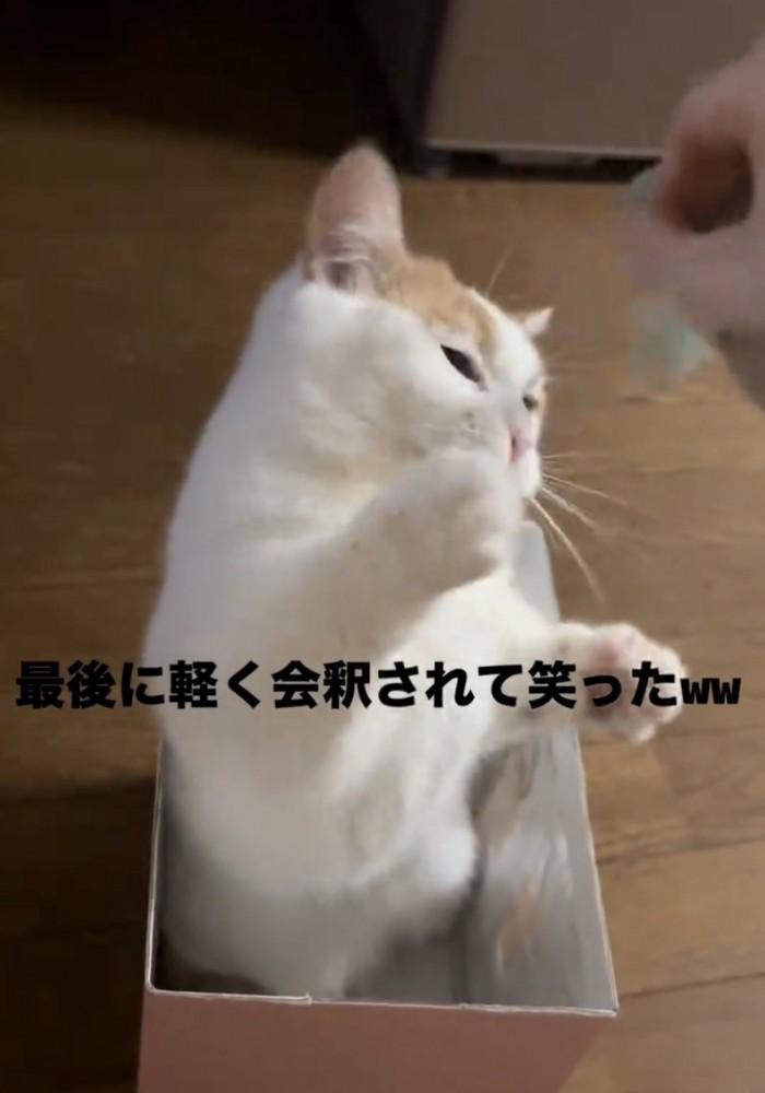 おもちゃを目の前で振る
