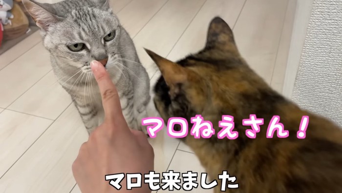 マロねえさん!