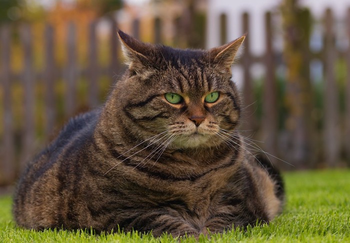 太っている猫