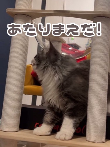 横を向いて鳴く猫