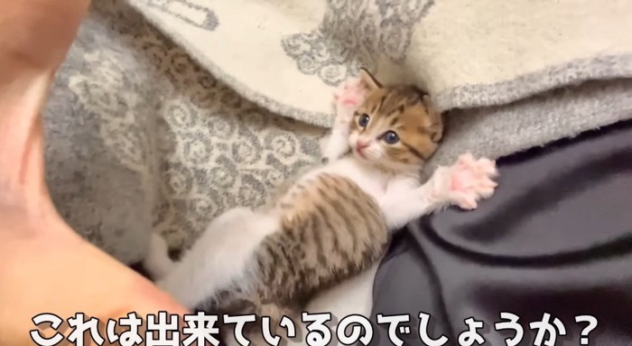 前足を開く猫