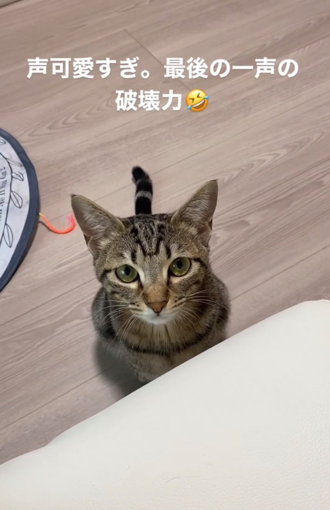 見つめる猫