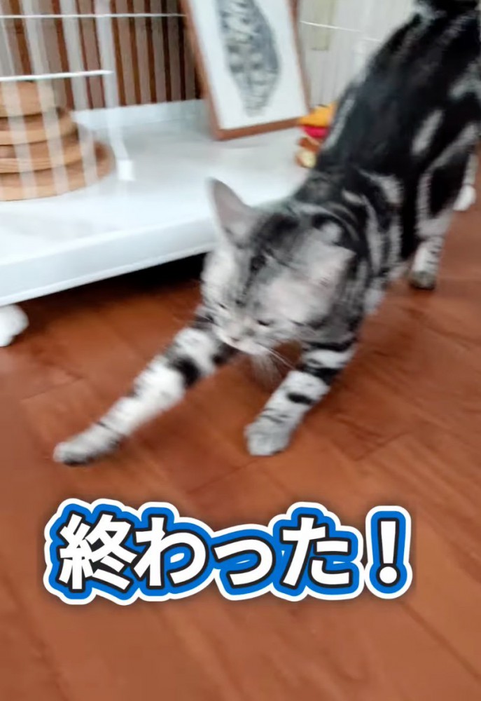 伸びをする猫2