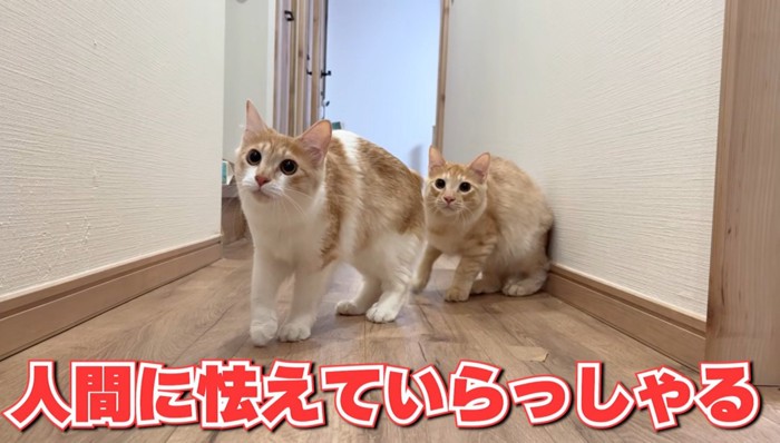 警戒した様子の2匹の猫