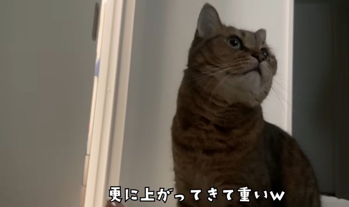 寝ている飼い主の体に乗り上げたミヌエット