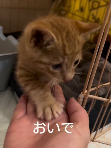 人の手に前足を乗せる子猫