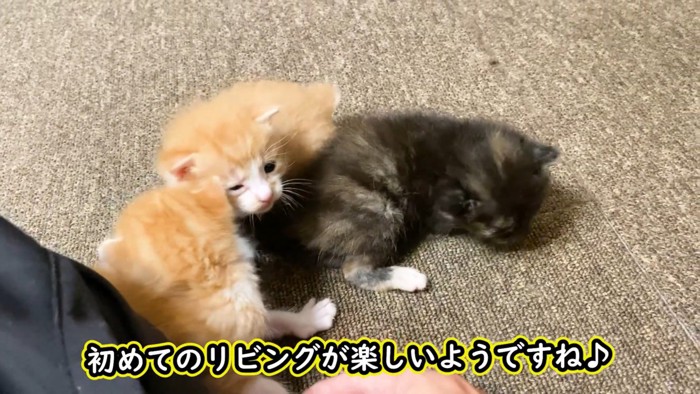楽しそう