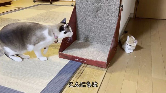 爪とぎを挟んで向かい合う猫と子猫