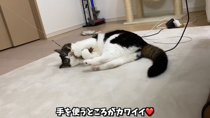 おもちゃを抱きしめる猫