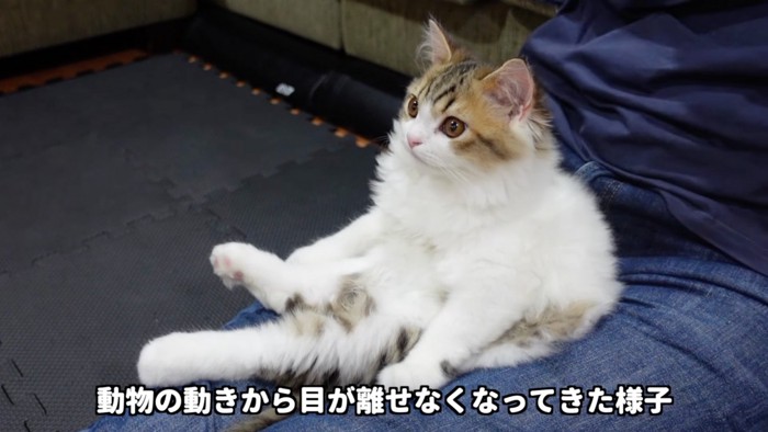 夢中になる猫