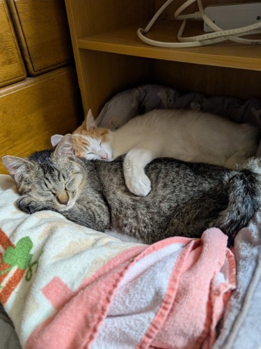 キジトラと茶白がくっついて寝ている2