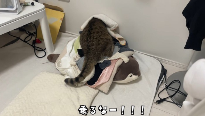 洗濯物に乗る猫