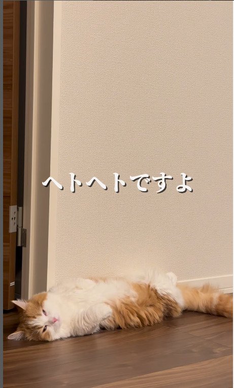 バタンキューな猫