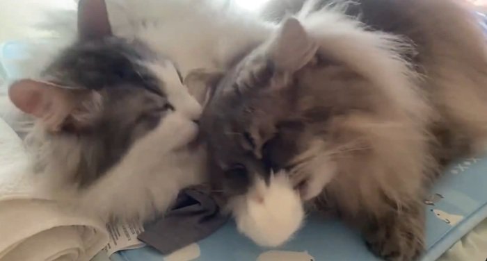 ぺろぺろ