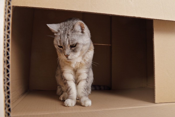 段ボール箱の中の高齢猫