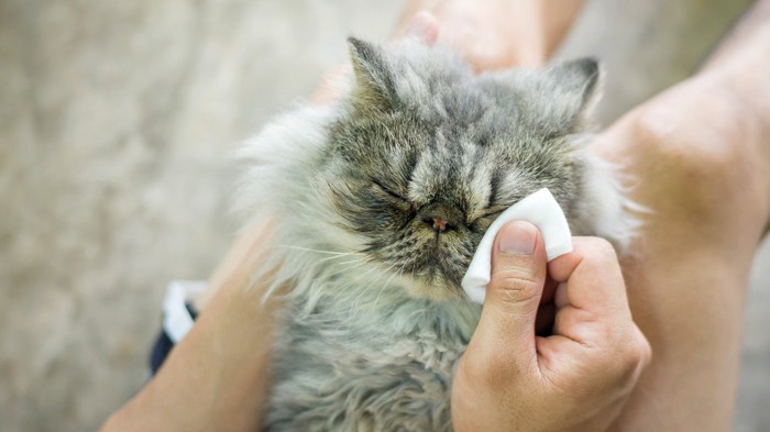 目元を拭かれる猫