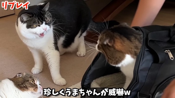 威嚇する猫