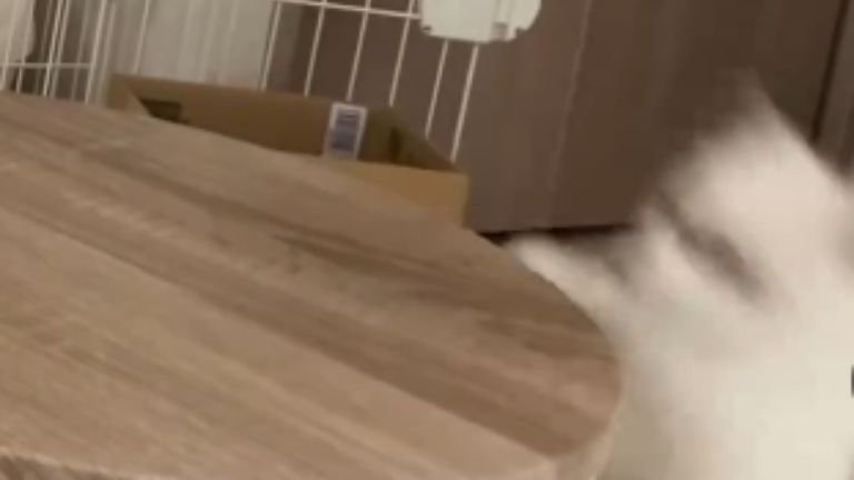 落ちている猫
