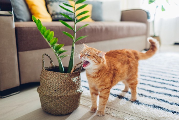 大きな口を開けて鳴いている猫