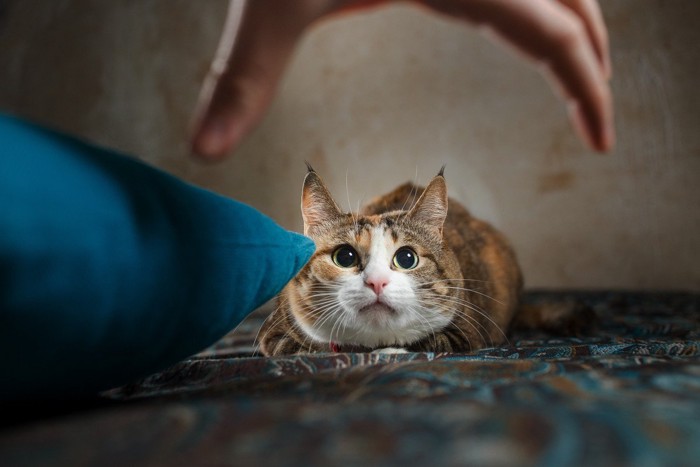 人の手と身構える猫