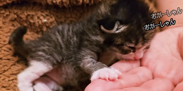 手を吸う子猫