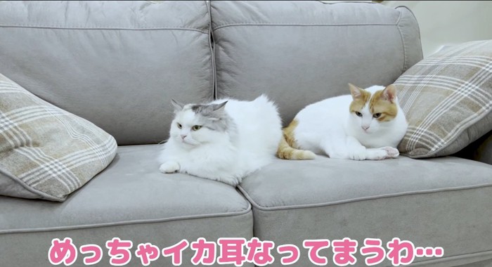 ソファの上の猫