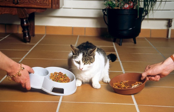 食に迷う猫