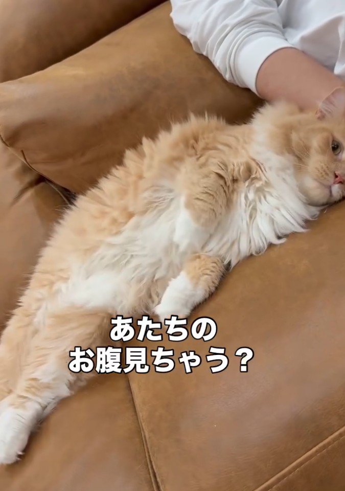 「あたちの~」と書かれた写真