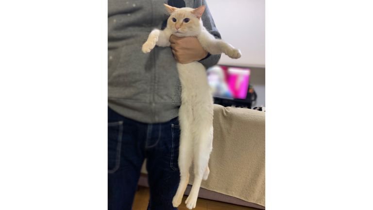 持ち上げられている猫