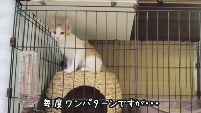 ケージに入った子猫