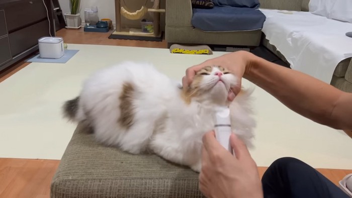 あごの下をカットされる猫