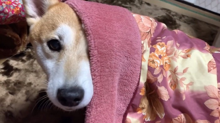 こたつから顔を出した犬