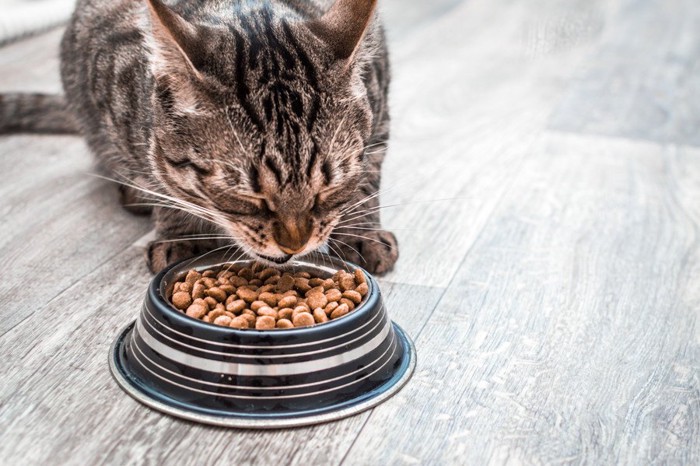 餌を食べる猫