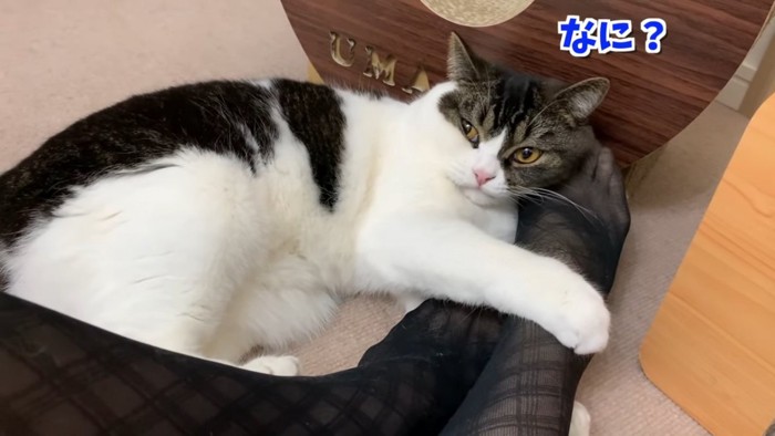 寝転がる猫