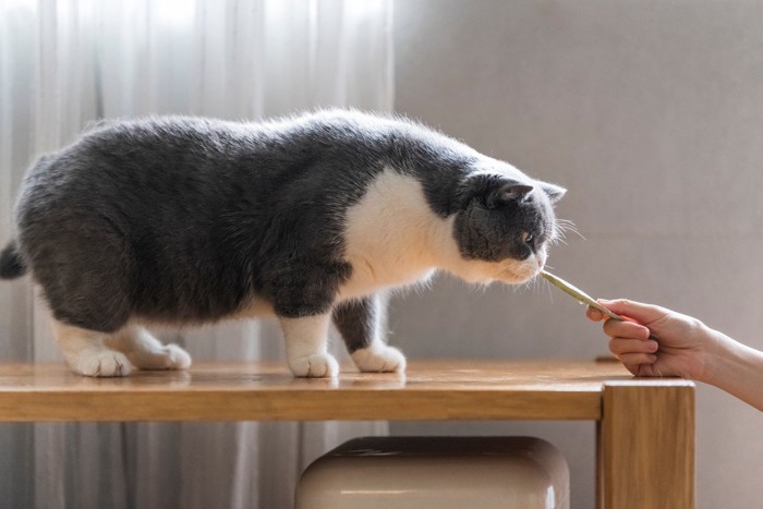 おやつのにおいを嗅ぐぽっちゃり猫