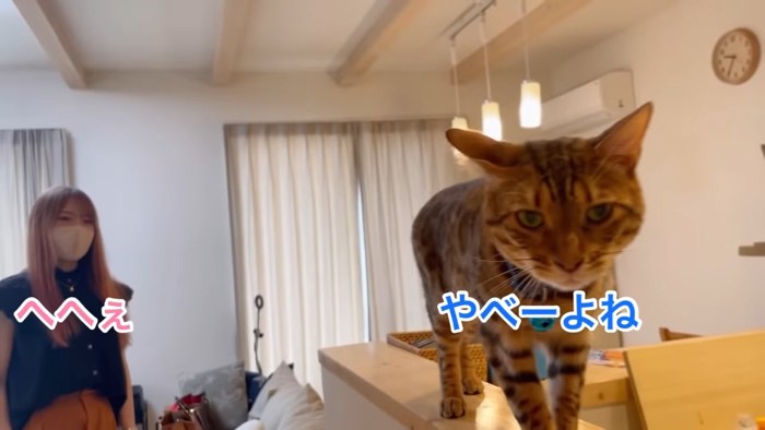 猫と猫の後ろに立つ人