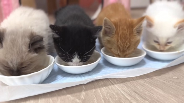 ごはんを食べる子猫たち