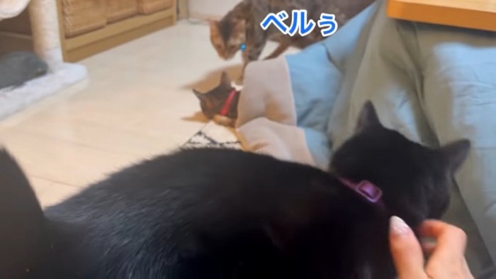 コタツから顔を出す猫と青い鈴の猫と黒猫