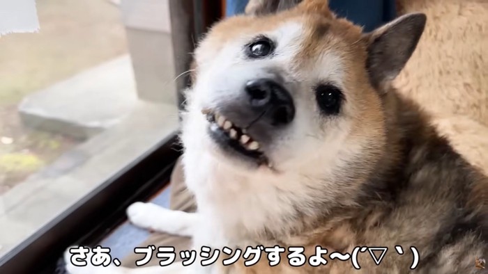 テロップ「さあ、ブラッシング～」