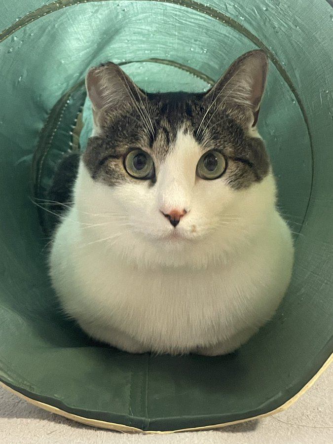 室内にいる猫