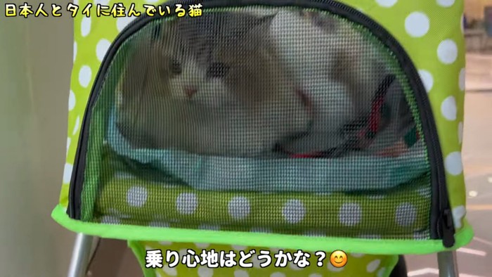 カートにいる猫